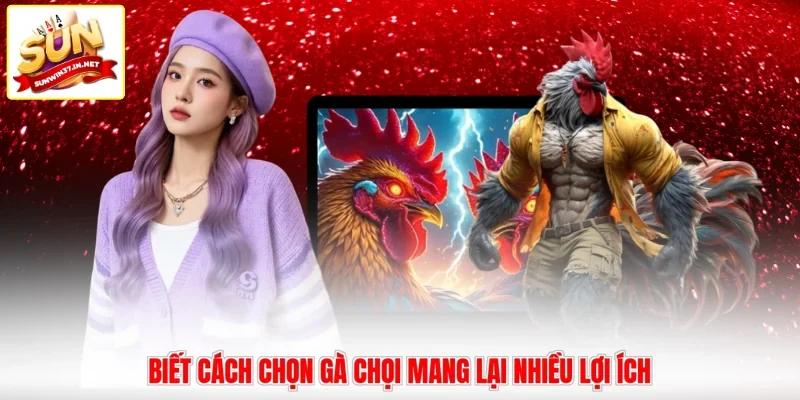 Biết cách chọn gà chọi mang lại nhiều lợi ích