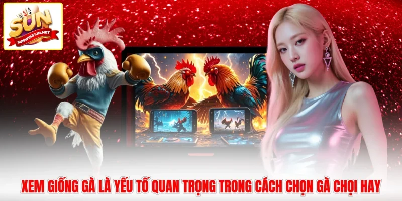Xem giống gà là yếu tố quan trọng trong cách chọn gà chọi hay